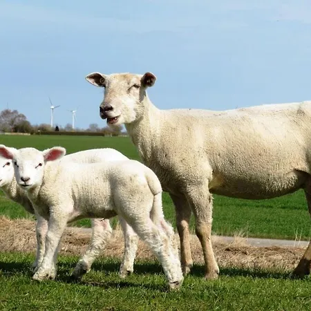 Rhapsody Comfortable Casa de Férias