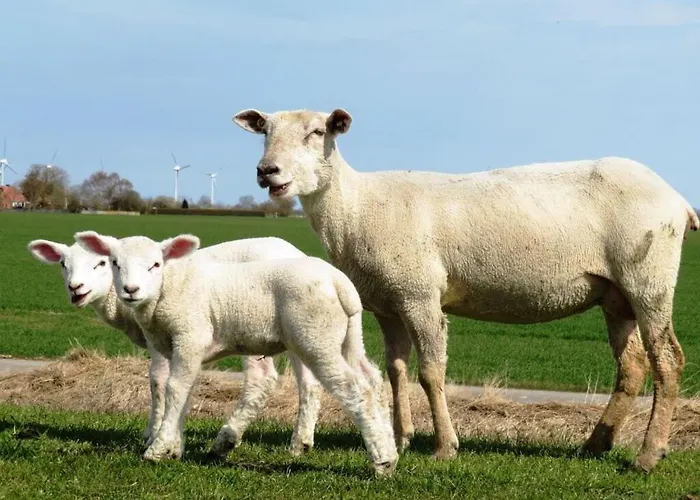 Rhapsody Comfortable Holiday home